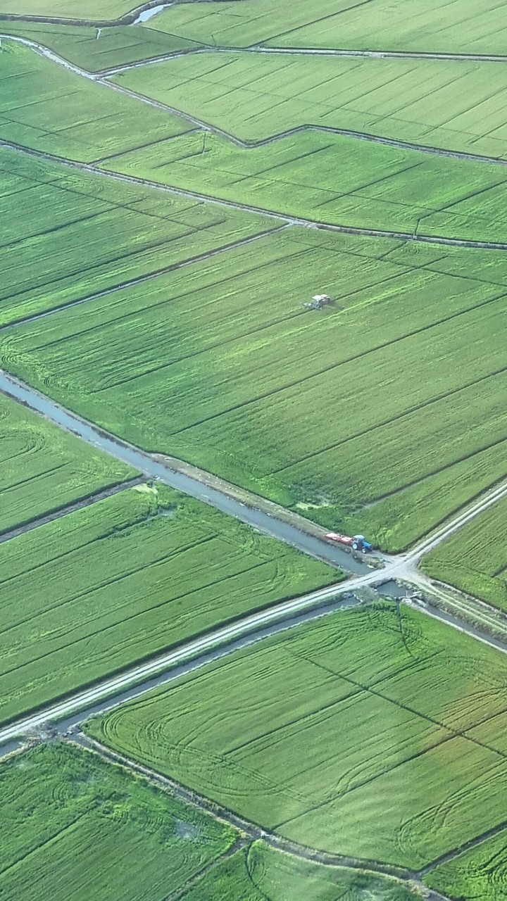 Risaie verdi dall'alto